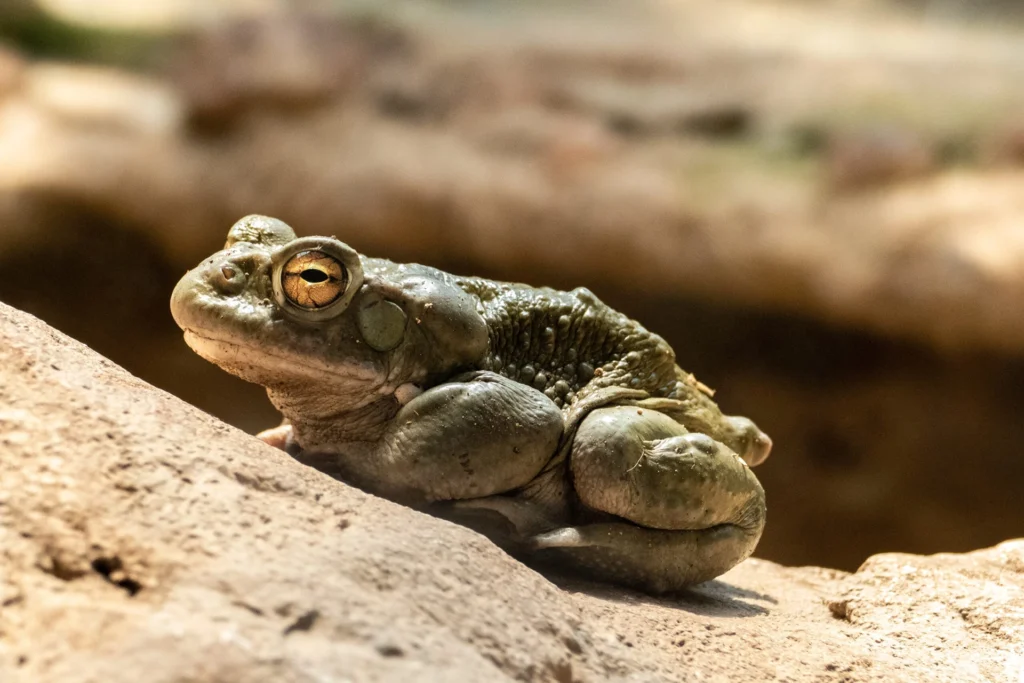 Explained: The Sonoran Desert Toad and Your Dog