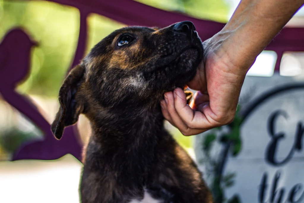 Are You Ready to Adopt a Pet in Arizona?