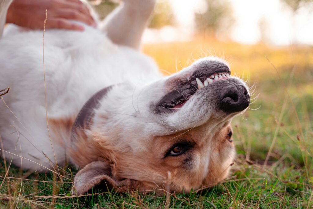 Explained: The Pet Dental Health Exam 