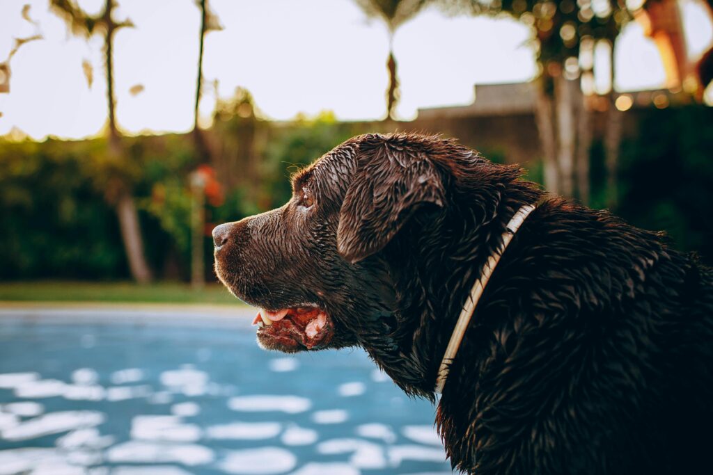 Preventing Heatstroke in Dogs