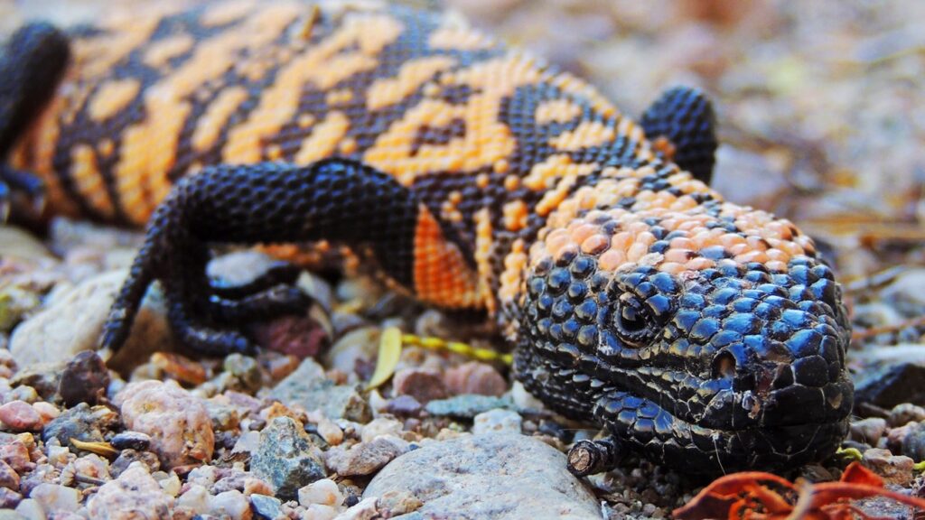 Gila Monsters as a Threat to Pets