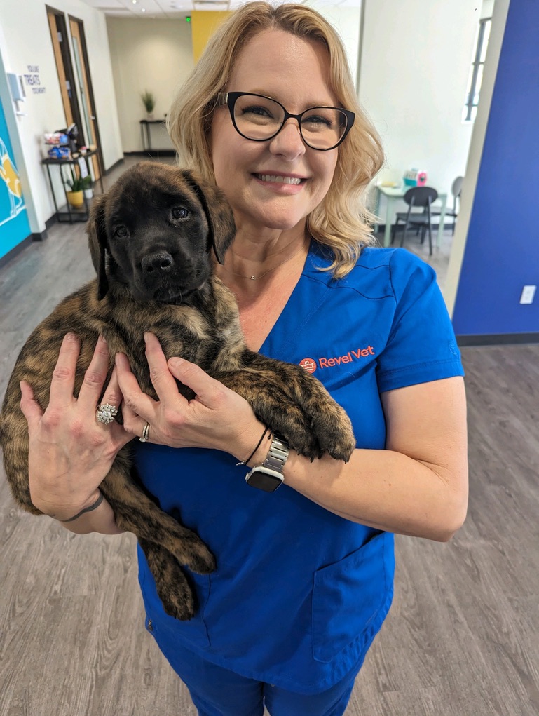 vet holding a dog vet holding a dog
