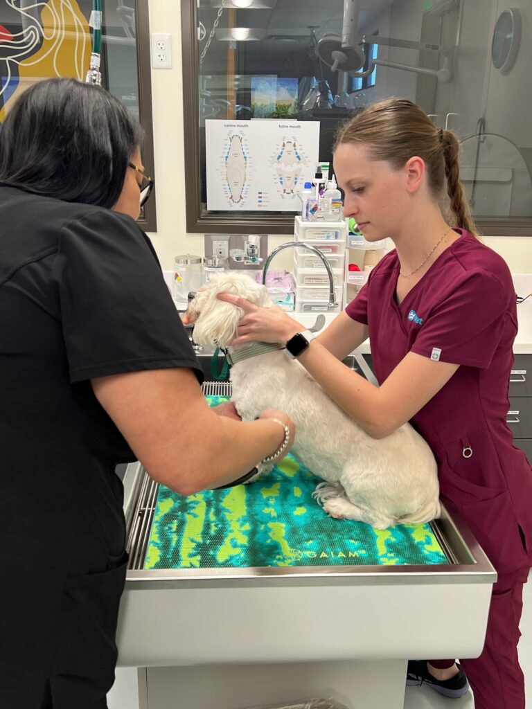 Vet performing lab testing Vet performing lab testing