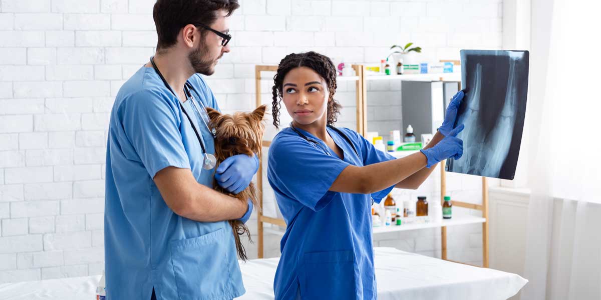 how to find a good veterinarian