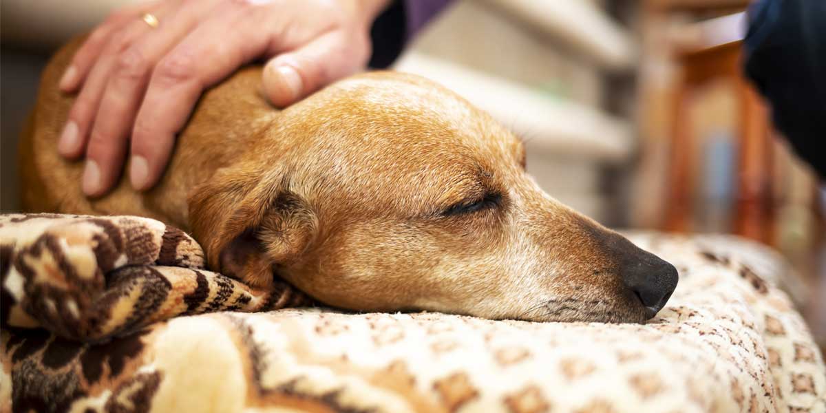 pet euthanasia queen creek az