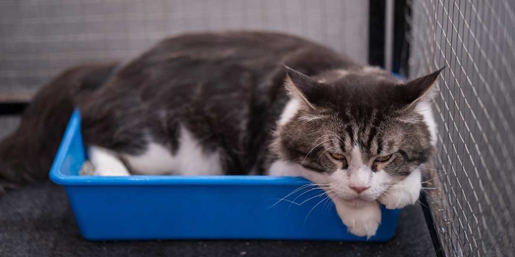 How Do You Know If a Cat Is in Pain?