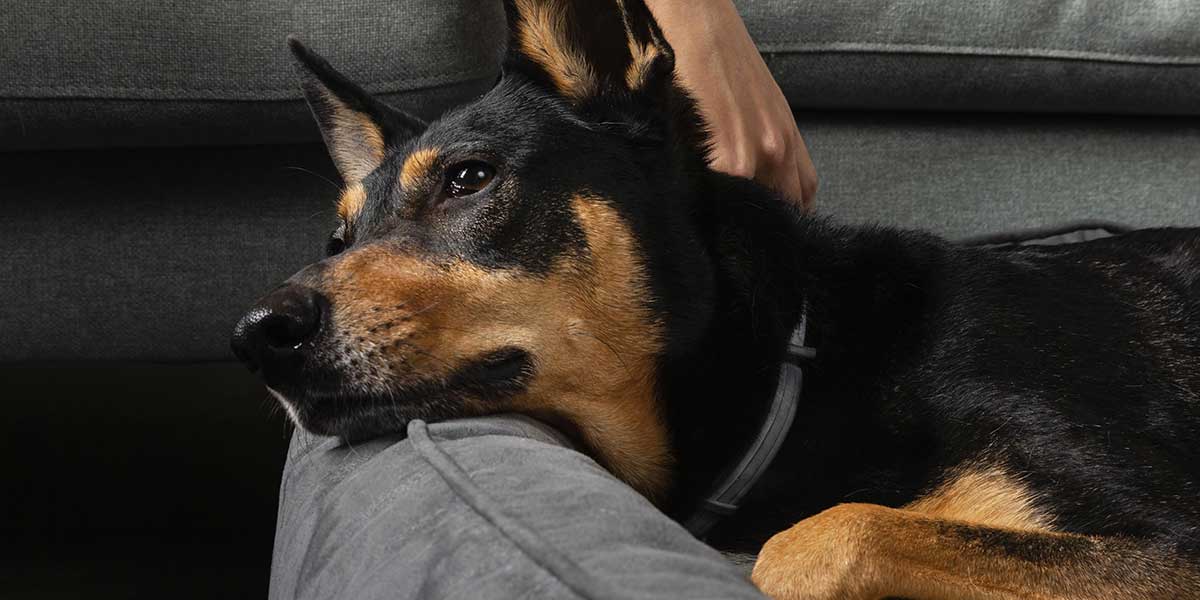 signs of anxiety in dogs