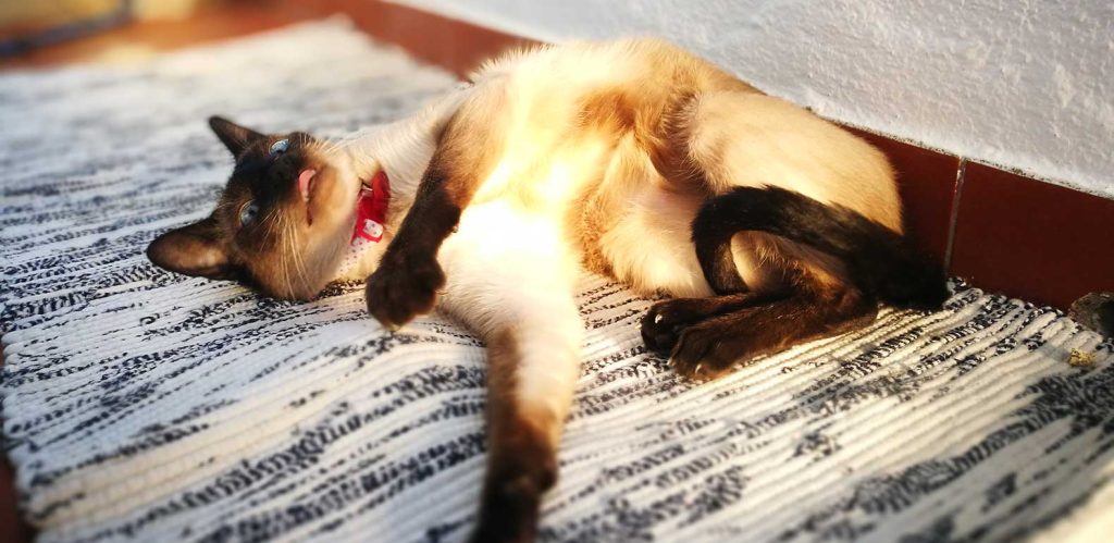 Nine Signs Your Cat Is Having a Seizure