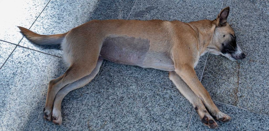 What To Do If Your Dog Collapses or Passes Out