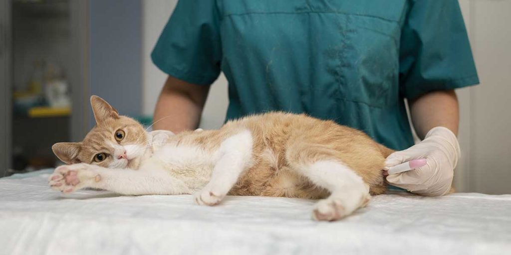 signs of infection in cats after surgery