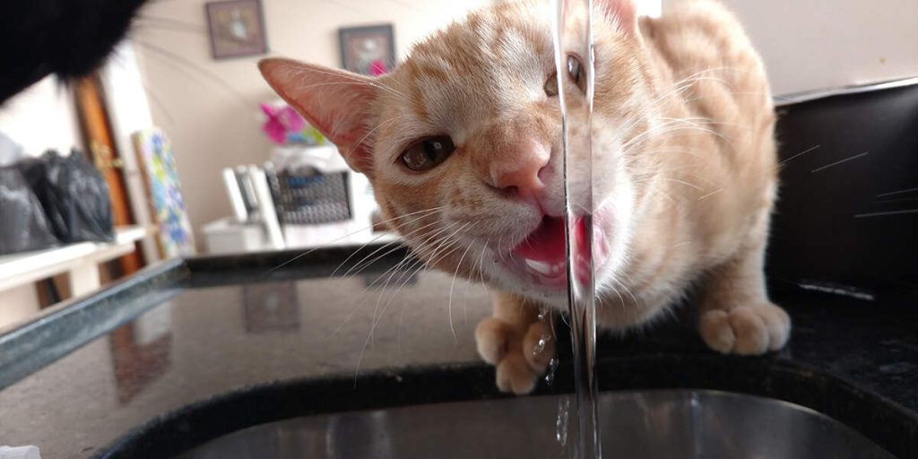 why is my cat drinking so much water