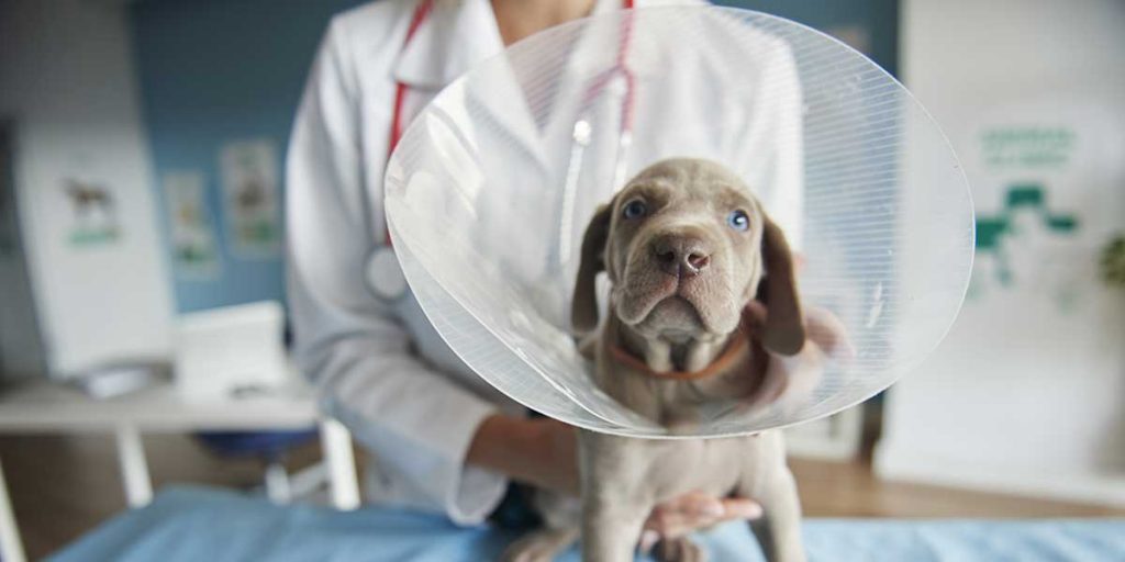 when to spay or neuter a dog