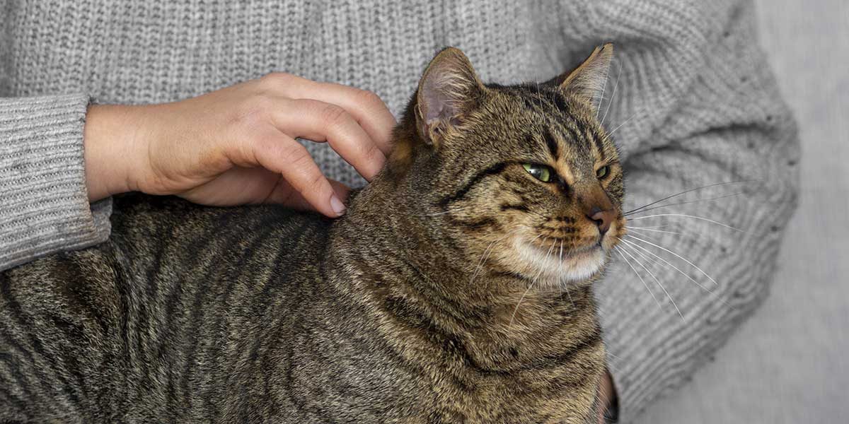 can cats get heartworm​