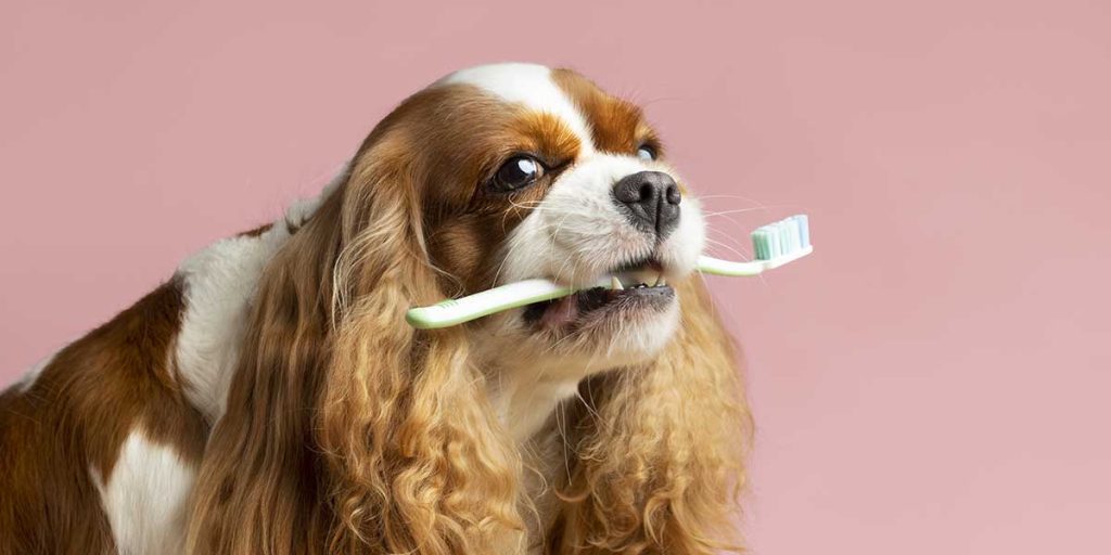 how long does a dog dental cleaning take