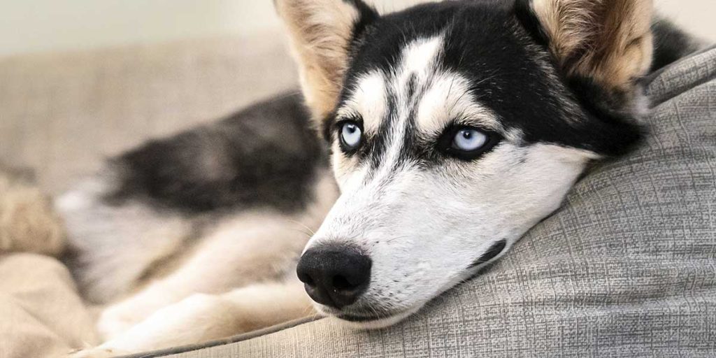 Everything You Need To Know About Cataracts in Dogs