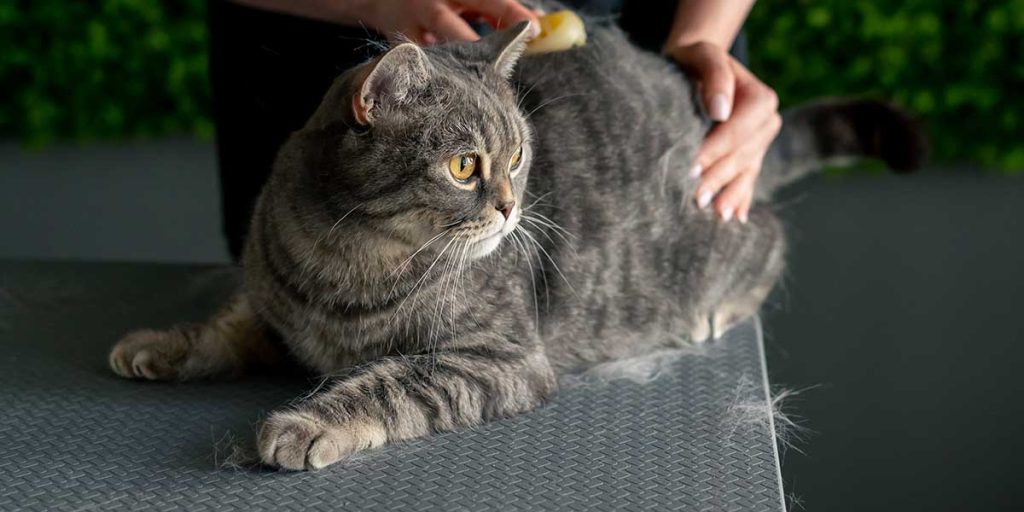 Seven Reasons Why Your Cat Is Losing Hair